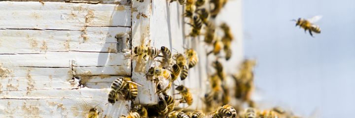 Bees in Siding