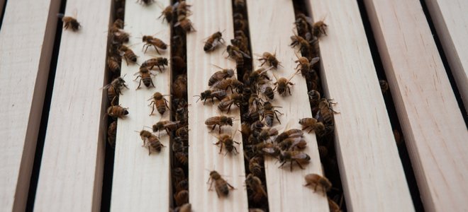 Bees in Siding2