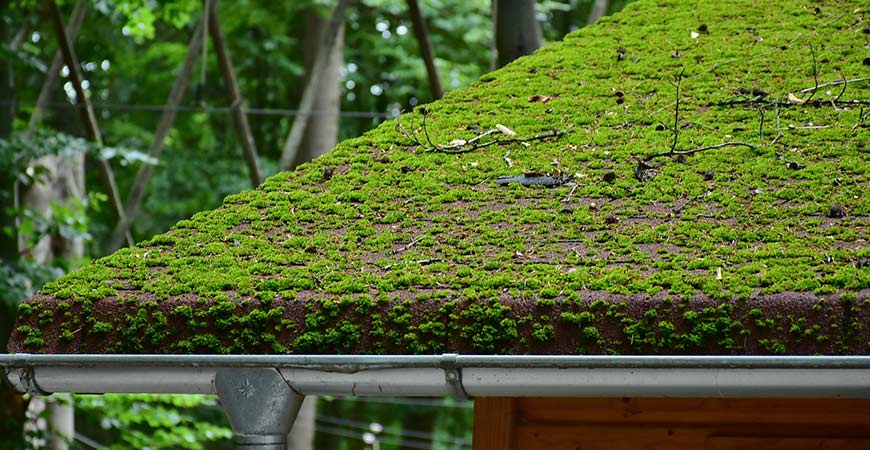 Moss on your Roof2