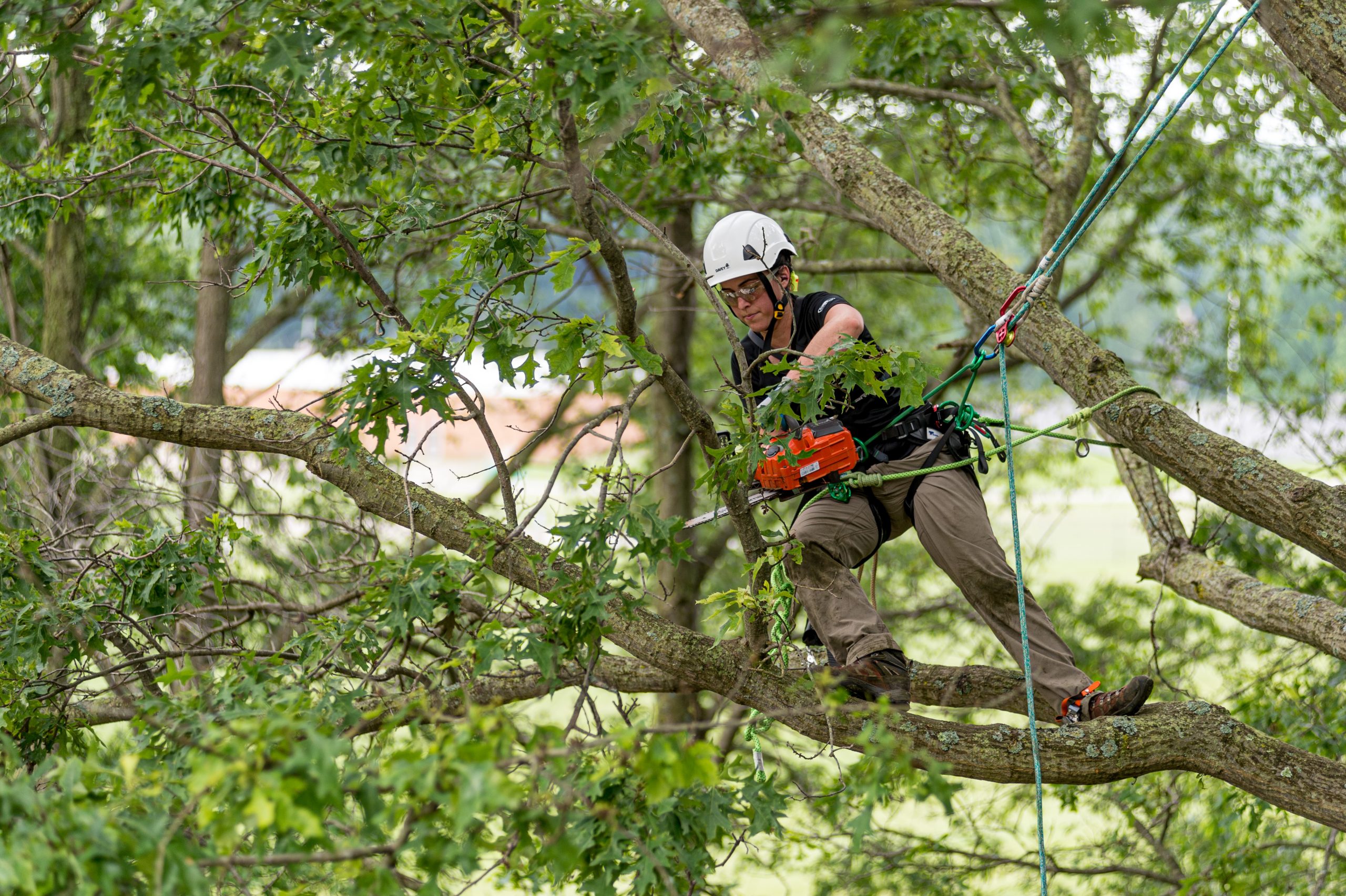 Pruning Trees That Stretch Over Roofs