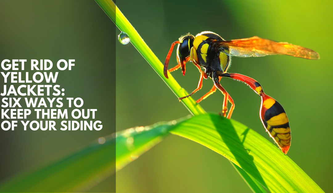 Get Rid of Yellow Jackets: Six Ways to Keep Them Out of Your Siding